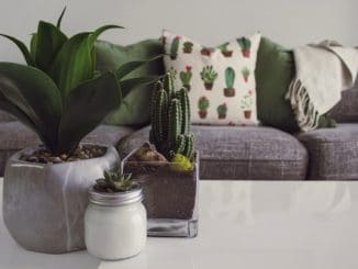 Evinizin Havasını Temizleyen 8 Bitki