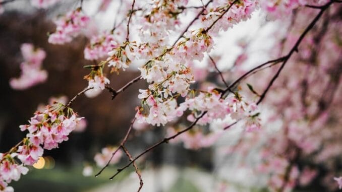 İlkbaharda Okunası 4 Kitap İlkbaharda Okunası 4 Kitap
